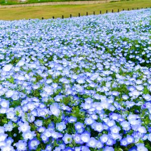 愛・地球博記念公園(モリコロパーク)、ネモフィラ、4月春の花、愛知県長久手市の観光・撮影スポットの名所