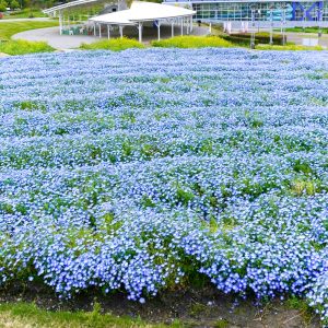 愛・地球博記念公園(モリコロパーク)、ネモフィラ、4月春の花、愛知県長久手市の観光・撮影スポットの名所