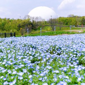 愛・地球博記念公園(モリコロパーク)、ネモフィラ、4月春の花、愛知県長久手市の観光・撮影スポットの名所