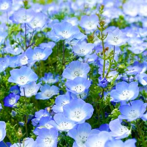 愛・地球博記念公園(モリコロパーク)、ネモフィラ、4月春の花、愛知県長久手市の観光・撮影スポットの名所