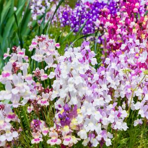 愛・地球博記念公園(モリコロパーク)、4月春の花、愛知県長久手市の観光・撮影スポットの名所