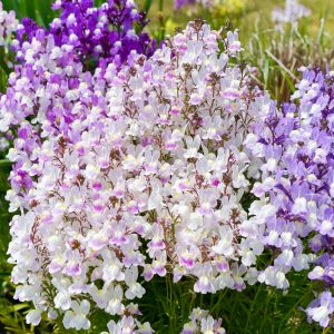 愛・地球博記念公園(モリコロパーク)、4月春の花、愛知県長久手市の観光・撮影スポットの名所