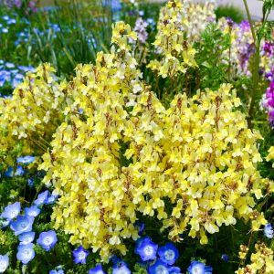 愛・地球博記念公園(モリコロパーク)、4月春の花、愛知県長久手市の観光・撮影スポットの名所