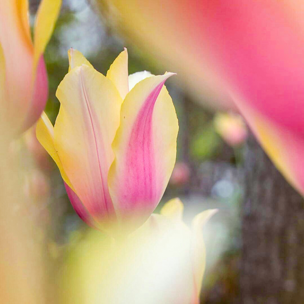愛・地球博記念公園(モリコロパーク)、チューリップ、4月春の花、愛知県長久手市の観光・撮影スポットの画像と写真