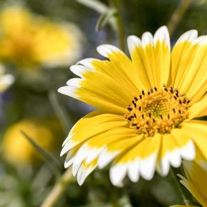 愛・地球博記念公園(モリコロパーク)、4月春の花、愛知県長久手市の観光・撮影スポットの画像と写真
