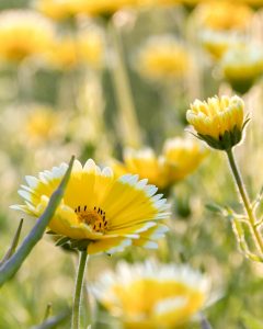 愛・地球博記念公園(モリコロパーク)、4月春の花、愛知県長久手市の観光・撮影スポットの画像と写真