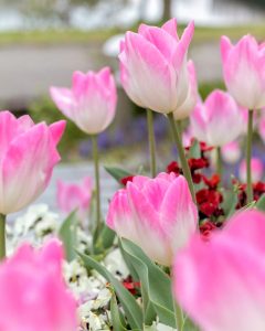 愛・地球博記念公園(モリコロパーク)、チューリップ、4月春の花、愛知県長久手市の観光・撮影スポットの画像と写真