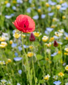 愛・地球博記念公園(モリコロパーク)、4月春の花、愛知県長久手市の観光・撮影スポットの画像と写真