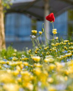 愛・地球博記念公園(モリコロパーク)、4月春の花、愛知県長久手市の観光・撮影スポットの画像と写真