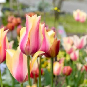 愛・地球博記念公園(モリコロパーク)、チューリップ、4月春の花、愛知県長久手市の観光・撮影スポットの画像と写真