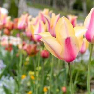 愛・地球博記念公園(モリコロパーク)、チューリップ、4月春の花、愛知県長久手市の観光・撮影スポットの画像と写真
