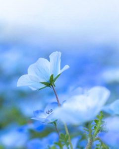 愛・地球博記念公園(モリコロパーク)、ネモフィラ、4月春の花、愛知県長久手市の観光・撮影スポットの画像と写真