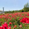 愛・地球博記念公園(モリコロパーク)、ポピー、4月春の花、愛知県長久手市の観光・撮影スポットの画像と写真