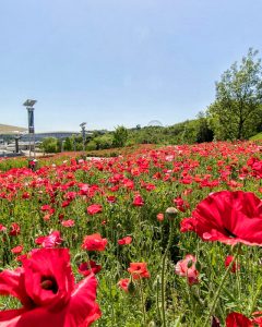 愛・地球博記念公園(モリコロパーク)、ポピー、4月春の花、愛知県長久手市の観光・撮影スポットの画像と写真