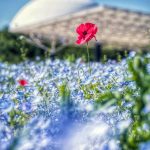 愛・地球博記念公園(モリコロパーク)、ネモフィラ、4月春の花、愛知県長久手市の観光・撮影スポットの画像と写真