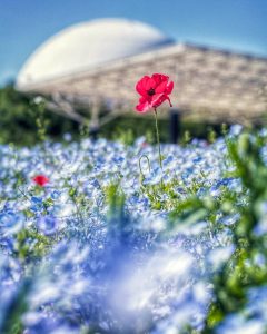 愛・地球博記念公園(モリコロパーク)、ネモフィラ、4月春の花、愛知県長久手市の観光・撮影スポットの画像と写真