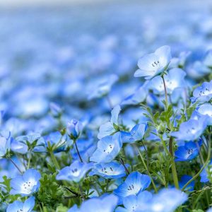 愛・地球博記念公園(モリコロパーク)、ネモフィラ、4月春の花、愛知県長久手市の観光・撮影スポットの画像と写真