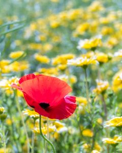 愛・地球博記念公園(モリコロパーク)、4月春の花、愛知県長久手市の観光・撮影スポットの画像と写真