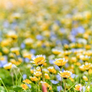 愛・地球博記念公園(モリコロパーク)、4月春の花、愛知県長久手市の観光・撮影スポットの画像と写真