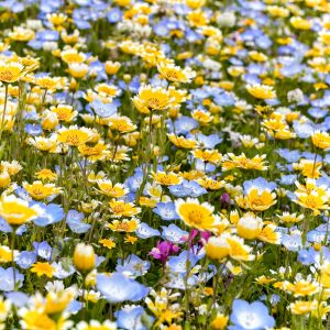 愛・地球博記念公園(モリコロパーク)、4月春の花、愛知県長久手市の観光・撮影スポットの画像と写真