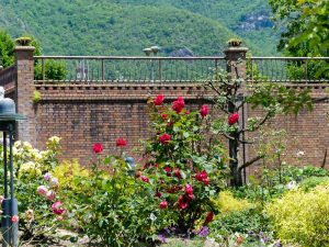 長良公園、バラ、6月夏の花、岐阜県岐阜市の観光・撮影スポットの画像と写真
