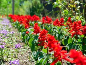 長良公園、6月夏の花、岐阜県岐阜市の観光・撮影スポットの画像と写真
