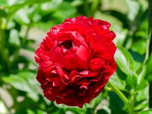 長良公園、6月夏の花、岐阜県岐阜市の観光・撮影スポットの画像と写真