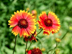 長良公園、6月夏の花、岐阜県岐阜市の観光・撮影スポットの画像と写真