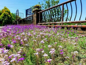 長良公園、6月夏の花、岐阜県岐阜市の観光・撮影スポットの画像と写真