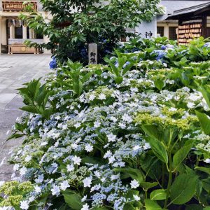 愛知県護国神社、あじさい、6月夏の花、名古屋市中区の観光・撮影スポットの画像と写真