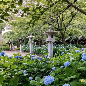 愛知県護国神社、あじさい、6月夏の花、名古屋市中区の観光・撮影スポットの画像と写真