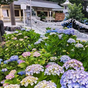 愛知県護国神社、あじさい、6月夏の花、名古屋市中区の観光・撮影スポットの画像と写真