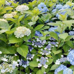 愛知県護国神社、あじさい、6月夏の花、名古屋市中区の観光・撮影スポットの画像と写真
