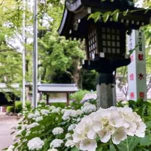 愛知県護国神社、あじさい、6月夏の花、名古屋市中区の観光・撮影スポ愛知県護国神社、あじさい、6月夏の花、名古屋市中区の観光・撮影スポットの画像と写真