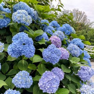 愛知県護国神社、あじさい、6月夏の花、名古屋市中区の観光・撮影スポットの画像と写真