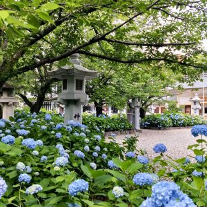 愛知県護国神社、あじさい、6月夏の花、名古屋市中区の観光・撮影スポットの画像と写真