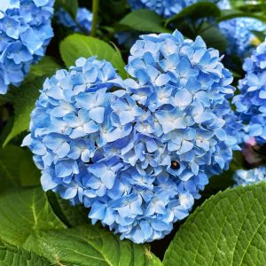 愛知県護国神社、あじさい、6月夏の花、名古屋市中区の観光・撮影スポットの画像と写真