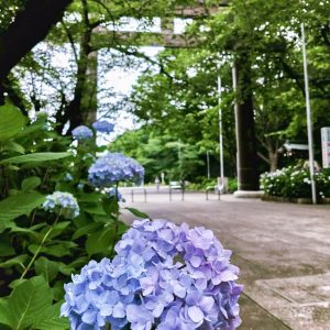 愛知県護国神社、あじさい、6月夏の花、名古屋市中区の観光・撮影スポットの画像と写真
