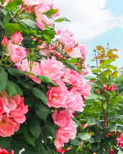 南部丘陵公園、バラ、5月夏の花、三重県四日市市の観光・撮影スポットの画像と写真