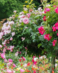 南部丘陵公園、バラ、5月夏の花、三重県四日市市の観光・撮影スポットの画像と写真