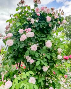 南部丘陵公園、バラ、5月夏の花、三重県四日市市の観光・撮影スポットの画像と写真