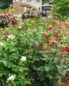 南部丘陵公園、バラ、5月夏の花、三重県四日市市の観光・撮影スポットの画像と写真