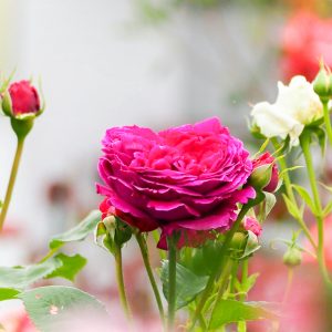 南部丘陵公園、バラ、5月夏の花、三重県四日市市の観光・撮影スポットの画像と写真