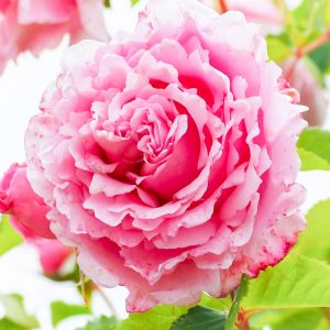 南部丘陵公園、バラ、5月夏の花、三重県四日市市の観光・撮影スポットの画像と写真