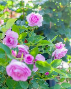 南部丘陵公園、バラ、6月夏の花、三重県津市の観光・撮影スポットの画像と写真