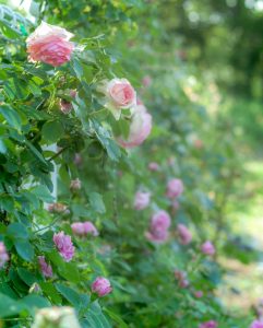 南部丘陵公園、バラ、6月夏の花、三重県津市の観光・撮影スポットの画像と写真