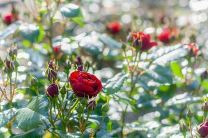 南部丘陵公園、バラ、6月夏の花、三重県津市の観光・撮影スポットの画像と写真
