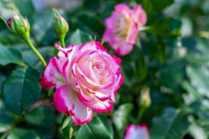 南部丘陵公園、バラ、6月夏の花、三重県津市の観光・撮影スポットの画像と写真