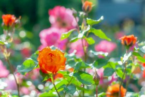 南部丘陵公園、バラ、6月夏の花、三重県津市の観光・撮影スポットの画像と写真