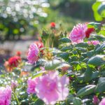 南部丘陵公園、バラ、6月夏の花、三重県津市の観光・撮影スポットの画像と写真